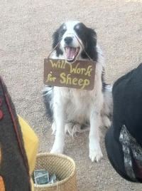 Will-Work-For-Sheep.jpg